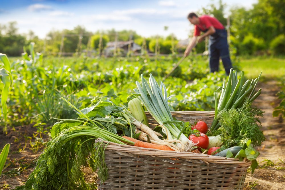 Unlocking Global Opportunities: How Expert Agribusiness Navigates Domestic and International Markets for Your Success